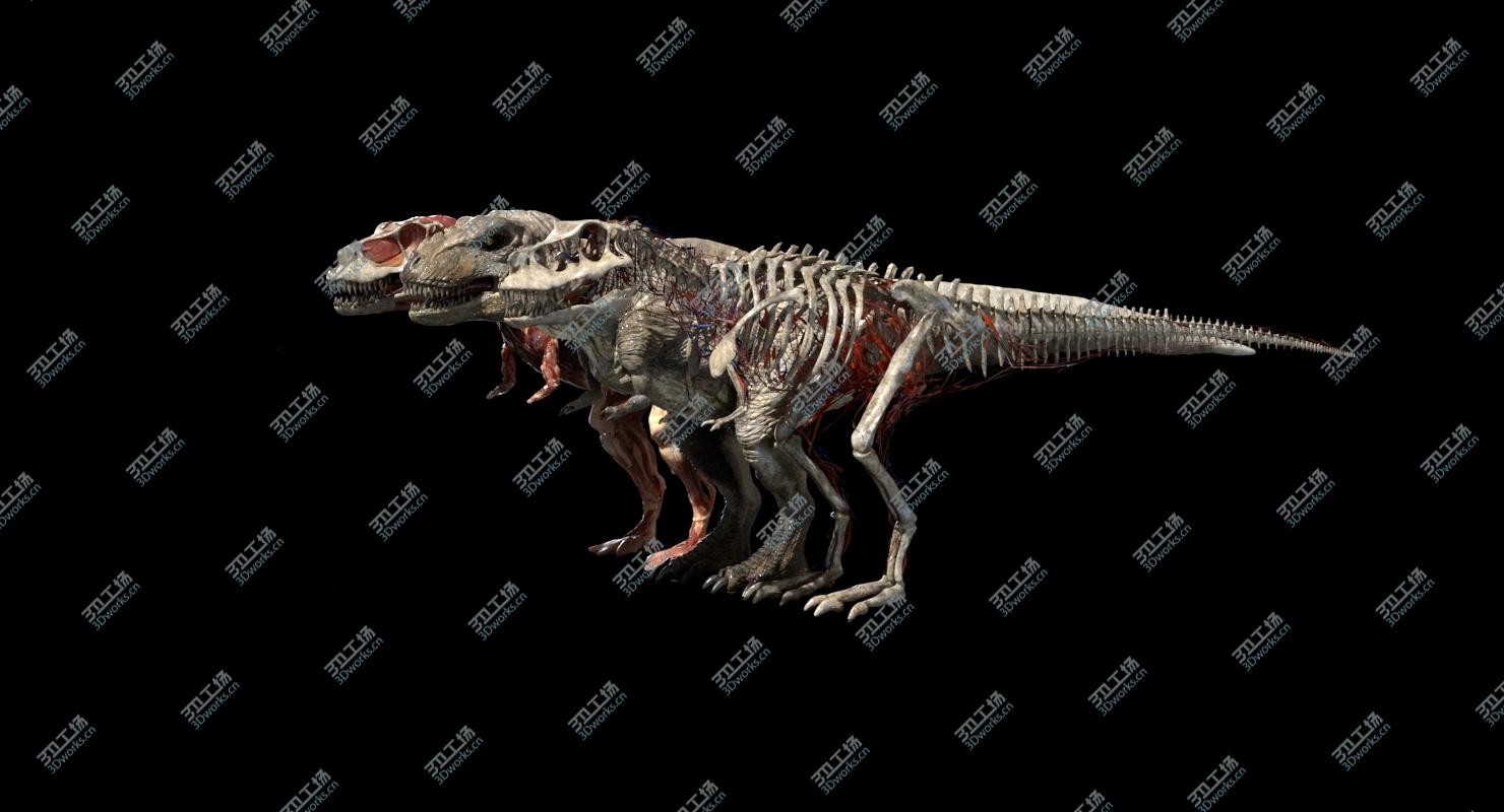 images/goods_img/202104094/3D Tyrannosaurus Rex Anatomy/3.jpg
